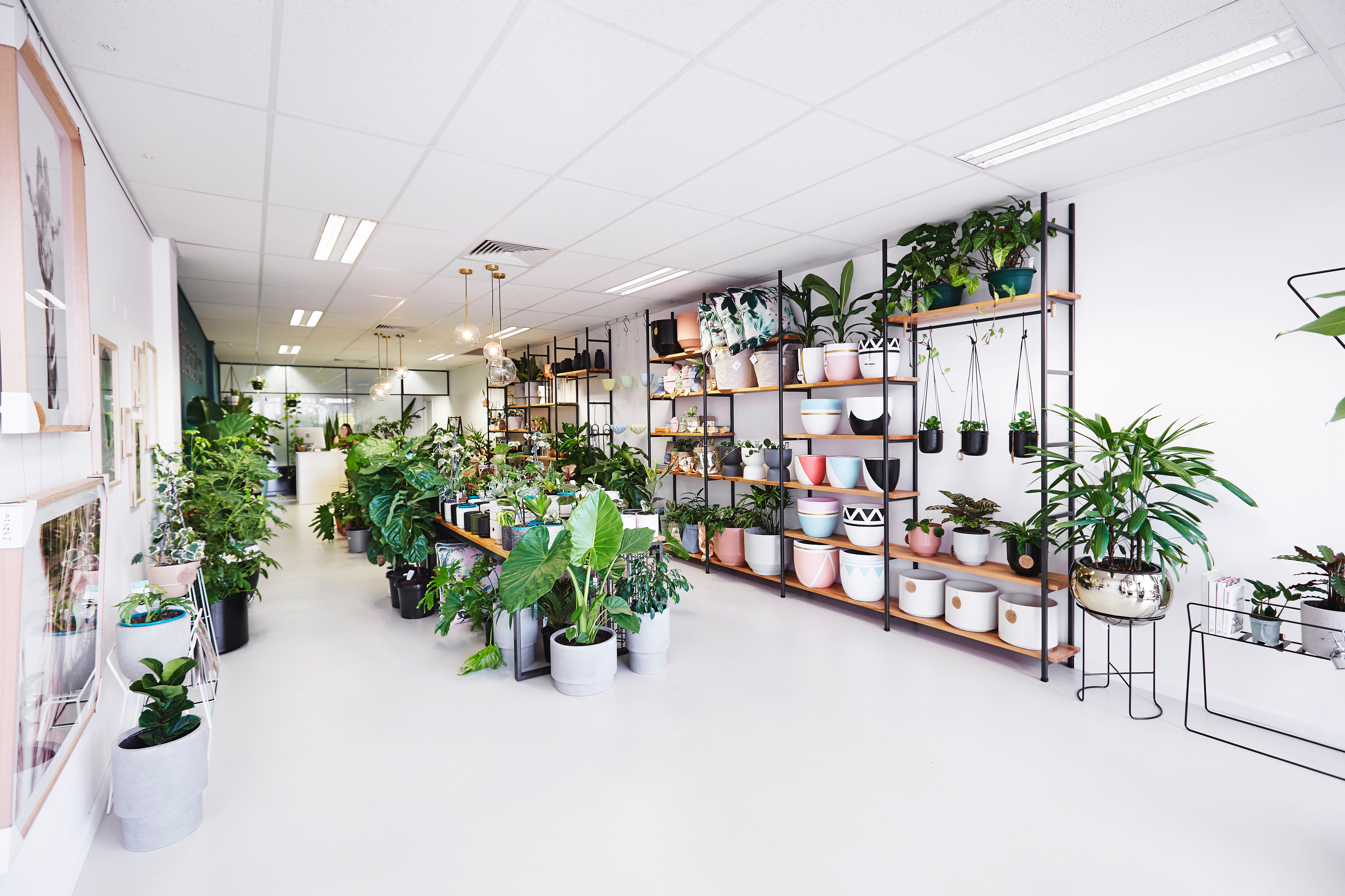 Indoor plant heaven in Leederville, Perth WA